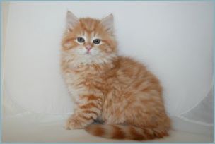 Female Siberian Kitten from Deedlebug Siberians